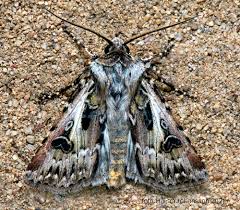 Attēlu rezultāti vaicājumam “Agrotis vestigialis”