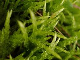 Attēlu rezultāti vaicājumam “Calliergonella cuspidata”