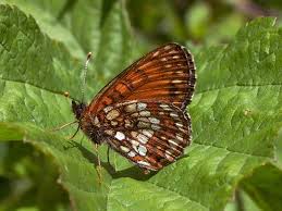 Attēlu rezultāti vaicājumam “Melitaea diamina underside”