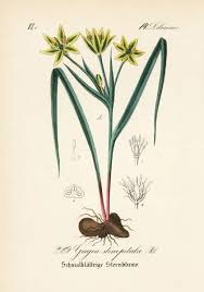 Attēlu rezultāti vaicājumam “Gagea pratensis flower”