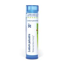 Attēlu rezultāti vaicājumam “Ledum palustre fruit”