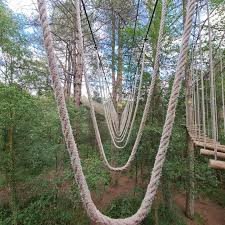 Image result for Go Ape! Moors Valley