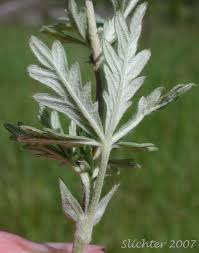 Attēlu rezultāti vaicājumam “Potentilla argentea leaf”