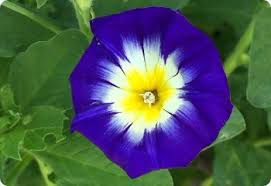 Image result for Convolvulus tricolor