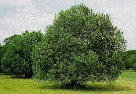 Attēlu rezultāti vaicājumam “Salix pentandra”