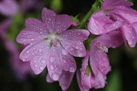 Attēlu rezultāti vaicājumam “Malva moschata alba flower”