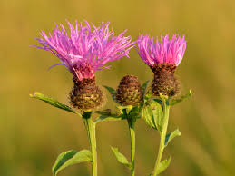 Attēlu rezultāti vaicājumam “Centaurea phrygia flower”
