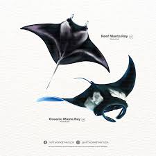 Image result for Mobula alfredi