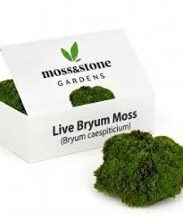 Attēlu rezultāti vaicājumam “Bryum caespiticium”