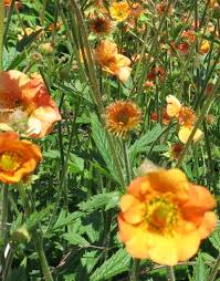 Attēlu rezultāti vaicājumam “Geum x intermedium”