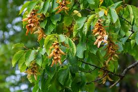 Attēlu rezultāti vaicājumam “Carpinus betulus leaf”