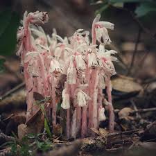 Attēlu rezultāti vaicājumam “Plantago uniflora flower”
