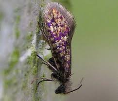 Attēlu rezultāti vaicājumam “Eriocraniidae”