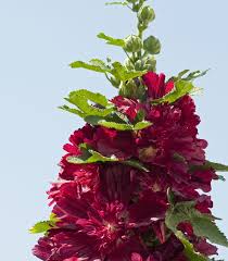 Image result for Alcea rosea `Appleblossom`