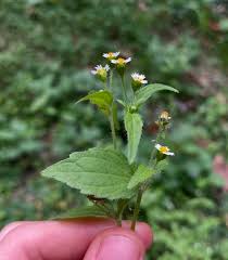 Attēlu rezultāti vaicājumam “Galinsoga quadriradiata leaf”