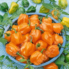 Afbeeldingsresultaat voor orange habanero hot pepper