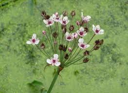 Attēlu rezultāti vaicājumam “Butomus umbellatus flower”