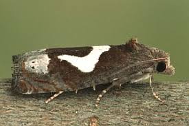 Attēlu rezultāti vaicājumam “Epiblema foenella”