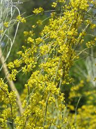 Attēlu rezultāti vaicājumam “Jungermannia sphaerocarpa”