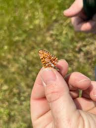 Attēlu rezultāti vaicājumam “Clossiana selene underside”