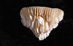 Attēlu rezultāti vaicājumam “Lenzites betulina”