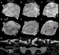 Attēlu rezultāti vaicājumam “Strongylosoma pallipes”