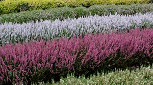 Attēlu rezultāti vaicājumam “Calluna vulgaris flower”