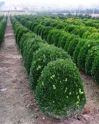 Attēlu rezultāti vaicājumam “Buxus sempervirens”