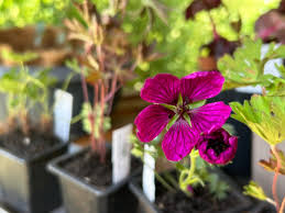 Image result for Geranium `Purple Haze`