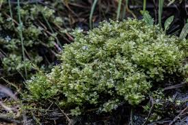 Attēlu rezultāti vaicājumam “Pseudobryum cinclidioides”