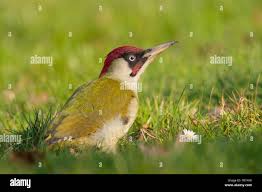 Attēlu rezultāti vaicājumam “Picus viridis”