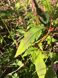 Attēlu rezultāti vaicājumam “Persicaria maculosa leaf”