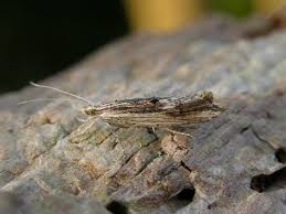 Attēlu rezultāti vaicājumam “Ypsolopha scabrella”