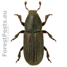 Attēlu rezultāti vaicājumam “Hylastes sp.”