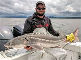 Image result for Acipenser medirostris