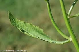 Attēlu rezultāti vaicājumam “Rorippa amphibia leaf”