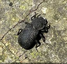 Attēlu rezultāti vaicājumam “Bolitophagus reticulatus”