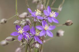 Attēlu rezultāti vaicājumam “Spergularia rubra flower”