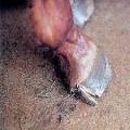 quarter horse: Definition from Answers.