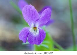 Attēlu rezultāti vaicājumam “Viola mirabilis flower”