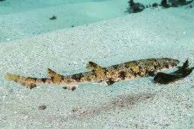 Image result for Haploblepharus edwardsii