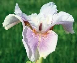 Attēlu rezultāti vaicājumam “Iris sibirica flower”