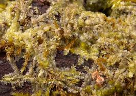 Attēlu rezultāti vaicājumam “Lophocolea minor”