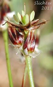 Attēlu rezultāti vaicājumam “Luzula campestris fruit”