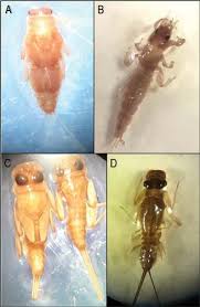 Attēlu rezultāti vaicājumam “Ephemeroptera larvae”