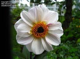 Image result for Dahlia `Red Skin`