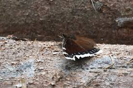 Attēlu rezultāti vaicājumam “Nymphalis antiopa upperside”