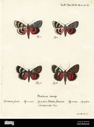 Attēlu rezultāti vaicājumam “Catocala pacta”