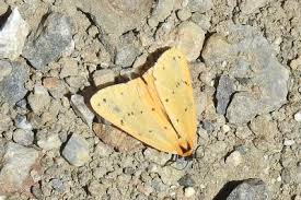 Attēlu rezultāti vaicājumam “Setina irrorella”