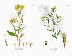 Attēlu rezultāti vaicājumam “Raphanus raphanistrum”